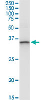 ANXA3 purified MaxPab rabbit polyclonal antibody (D01P)