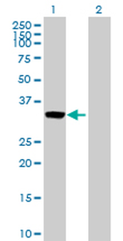ANXA3 purified MaxPab rabbit polyclonal antibody (D01P)