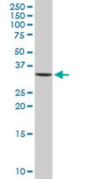 ANXA3 MaxPab rabbit polyclonal antibody (D01)