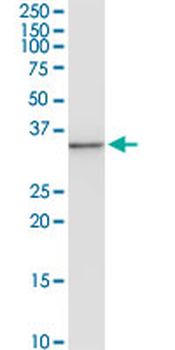 ANXA3 MaxPab rabbit polyclonal antibody (D01)