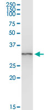 ANXA3 MaxPab rabbit polyclonal antibody (D01)