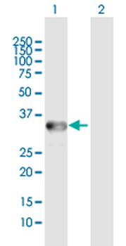 ANXA3 MaxPab rabbit polyclonal antibody (D01)
