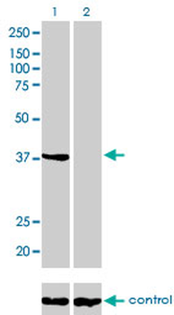 ANXA2 monoclonal antibody (M01), clone 3E8-B6