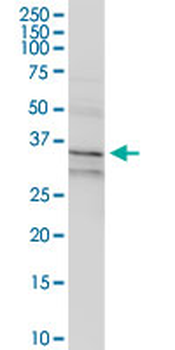 ANXA1 purified MaxPab rabbit polyclonal antibody (D01P)