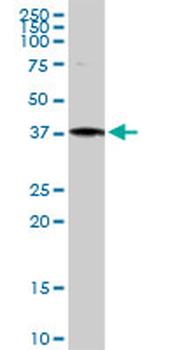 ANXA1 purified MaxPab rabbit polyclonal antibody (D01P)