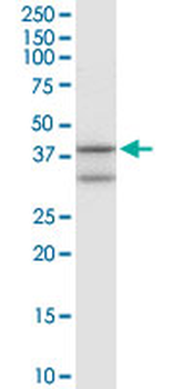 ANXA1 purified MaxPab rabbit polyclonal antibody (D01P)