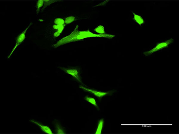 ANXA1 purified MaxPab rabbit polyclonal antibody (D01P)