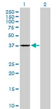 ANXA1 purified MaxPab rabbit polyclonal antibody (D01P)