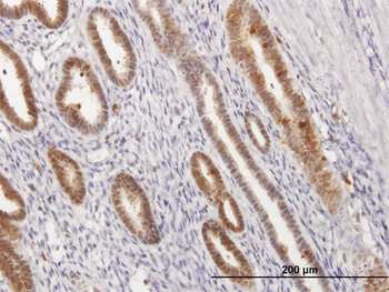 ANXA1 purified MaxPab mouse polyclonal antibody (B01P)