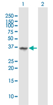 ANXA1 purified MaxPab mouse polyclonal antibody (B01P)