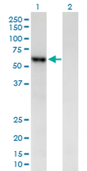 AMY2B purified MaxPab mouse polyclonal antibody (B01P)