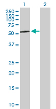 AMY2A purified MaxPab rabbit polyclonal antibody (D01P)