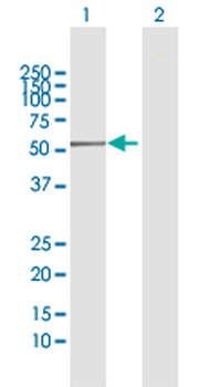 AMY2A MaxPab rabbit polyclonal antibody (D01)