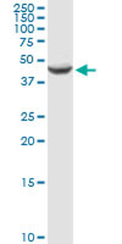 AMT purified MaxPab rabbit polyclonal antibody (D01P)
