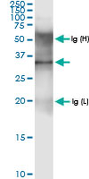 AMT MaxPab rabbit polyclonal antibody (D01)