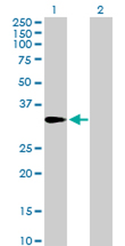 AMT purified MaxPab mouse polyclonal antibody (B01P)
