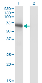 BIN1 monoclonal antibody (M01), clone 1H1