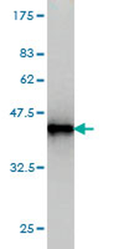 BIN1 monoclonal antibody (M01), clone 1H1