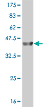 AMELX monoclonal antibody (M04), clone 6G3