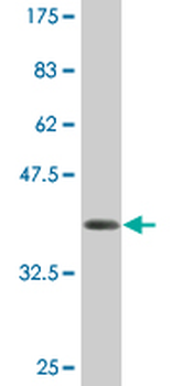 AMELX monoclonal antibody (M03A), clone 3B5