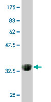 AMELX monoclonal antibody (M03), clone 3B5