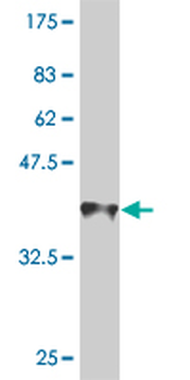 AMELX monoclonal antibody (M02A), clone 5B2