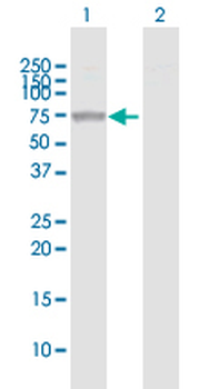 ALPPL2 MaxPab rabbit polyclonal antibody (D01)