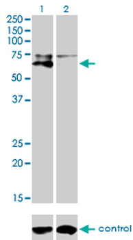 ALPL monoclonal antibody (M01), clone 4H1