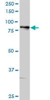 ALOX5 purified MaxPab rabbit polyclonal antibody (D01P)