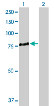 ALOX5 purified MaxPab rabbit polyclonal antibody (D01P)