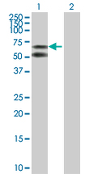 ALB purified MaxPab rabbit polyclonal antibody (D01P)