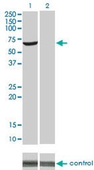 AKT1 monoclonal antibody (M01), clone 4C3