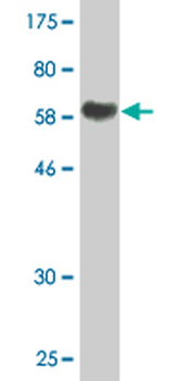 AHSG monoclonal antibody (M02), clone 1D8