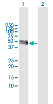 AHSG MaxPab rabbit polyclonal antibody (D01)