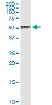AHSG MaxPab rabbit polyclonal antibody (D01)