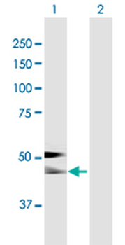 AHSG purified MaxPab mouse polyclonal antibody (B01P)