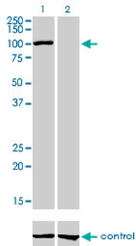 AHR monoclonal antibody (M02), clone 3B12