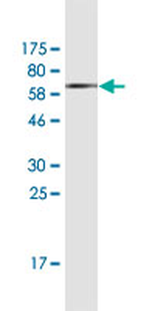 AHCY monoclonal antibody (M09A), clone M2