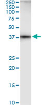 AHCY monoclonal antibody (M09), clone M2