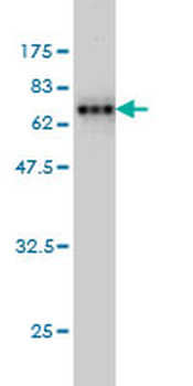 AHCY monoclonal antibody (M09), clone M2