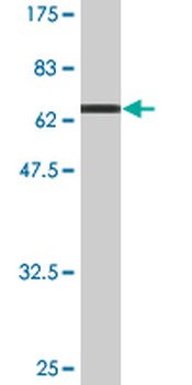 AHCY monoclonal antibody (M07A), clone 4H2