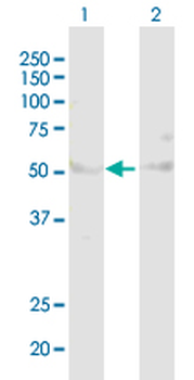 AHCY purified MaxPab rabbit polyclonal antibody (D01P)