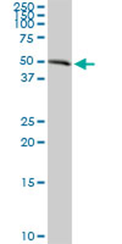AGER purified MaxPab rabbit polyclonal antibody (D01P)