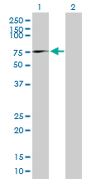 AFM purified MaxPab mouse polyclonal antibody (B01P)