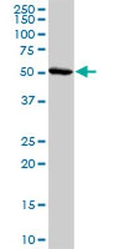 ADORA2A purified MaxPab rabbit polyclonal antibody (D01P)