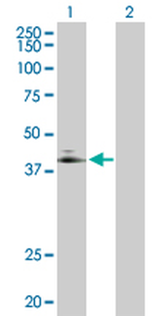 ADORA2A purified MaxPab rabbit polyclonal antibody (D01P)