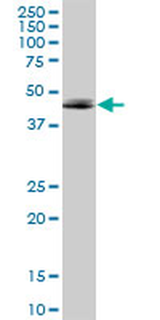 ADORA2A purified MaxPab mouse polyclonal antibody (B01P)