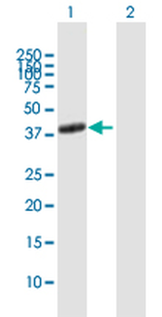 ADORA2A purified MaxPab mouse polyclonal antibody (B01P)