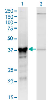 ADH5 monoclonal antibody (M12), clone 2D11