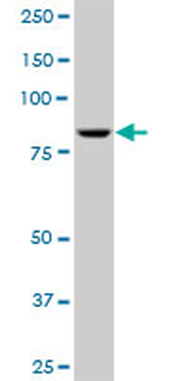 ADARB1 purified MaxPab mouse polyclonal antibody (B02P)